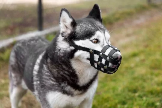 What Are the Dog Bite Laws in Virginia?