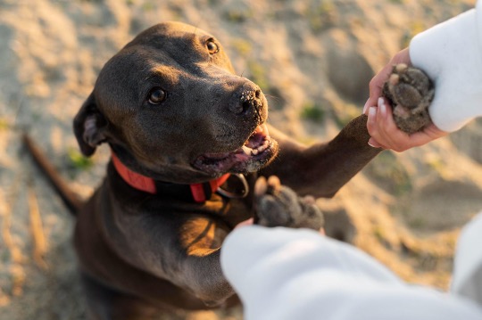 Virginia Dog Owners’ Duties & Leash Laws: Responsibilities
